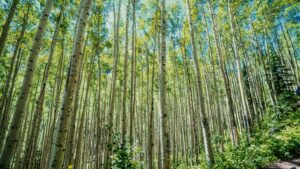 evan-wise-UcOmfw_eSTw-unsplash