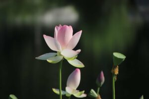 lotus-Zhu Bing Pixabay