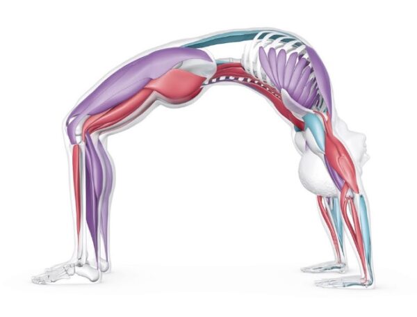 Advanced Anatomy: Taking it to the Mat - Image 3